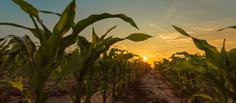 Cornfield at sunset